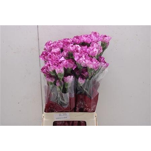 Di St Blue Copernico