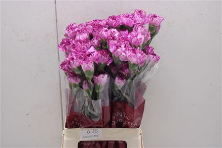 <h4>Di St Blue Copernico</h4>