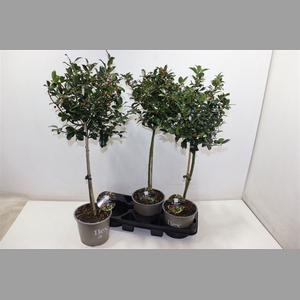 Ilex Mes Blue Maid