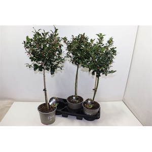 Ilex Mes Blue Maid