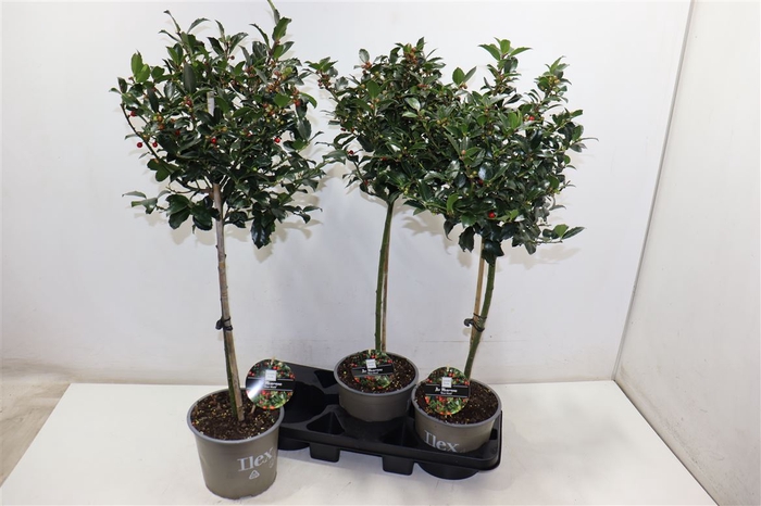 <h4>Ilex Mes Blue Maid</h4>