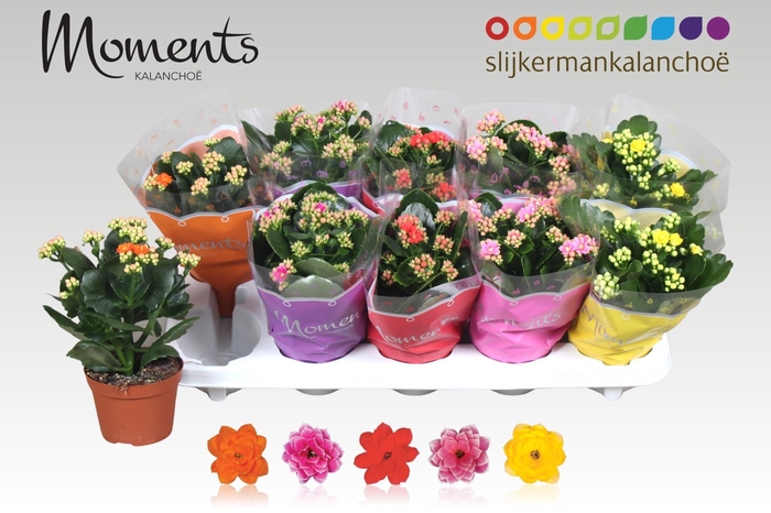 <h4>KAL GE GEM 5 KL</h4>