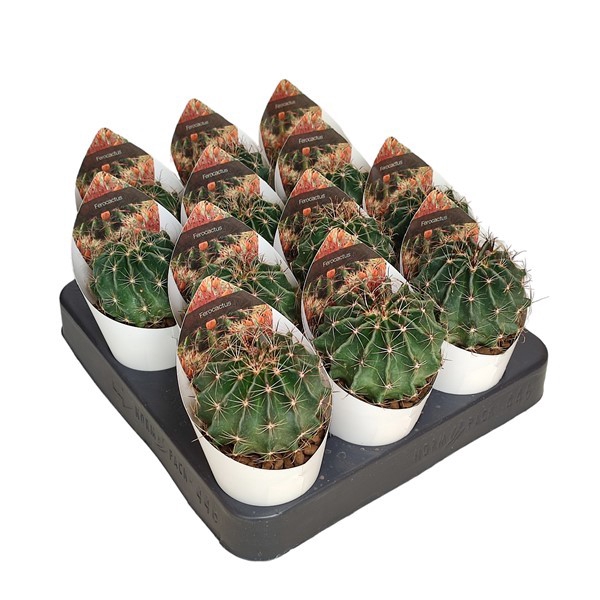 <h4>Ferrocactus Setispinus Potcover</h4>