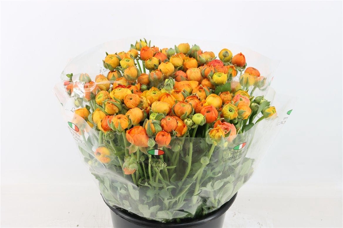 <h4>Ran Elegance Orange</h4>