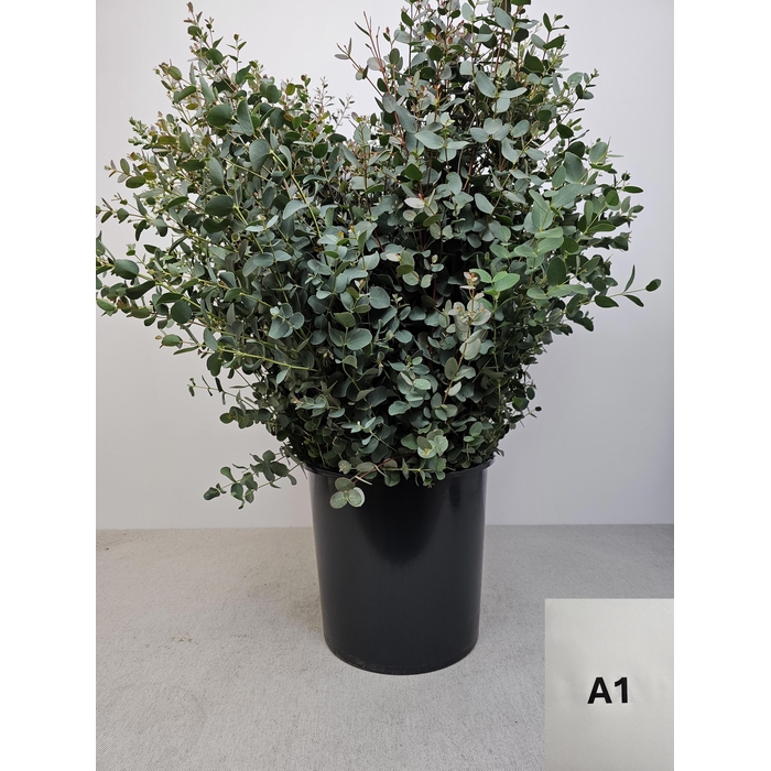 <h4>EUC GUNNII PB</h4>