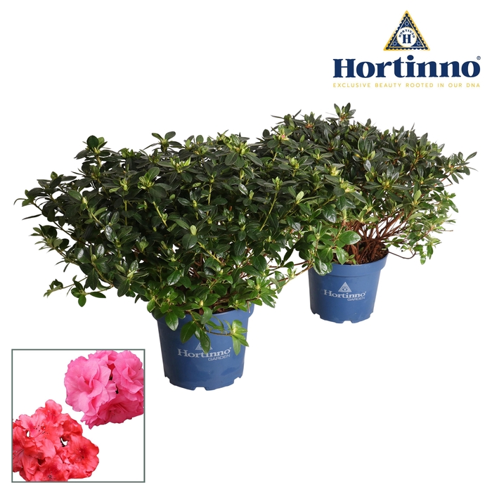 <h4>Hortinno® Garden Evergreen gemengd groen 50 - 60 cm</h4>