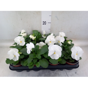 Viola wr. 'Delta Pure White'