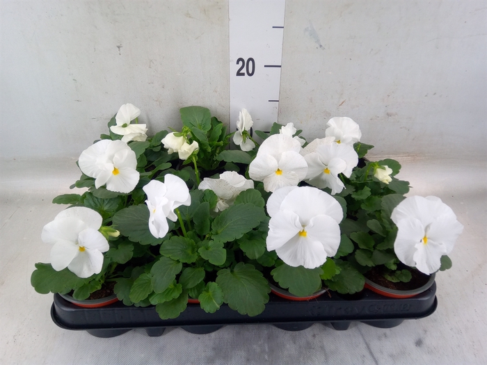 <h4>Viola wr. 'Delta Pure White'</h4>