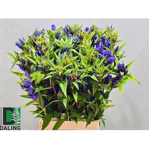Gentiana Just Blue