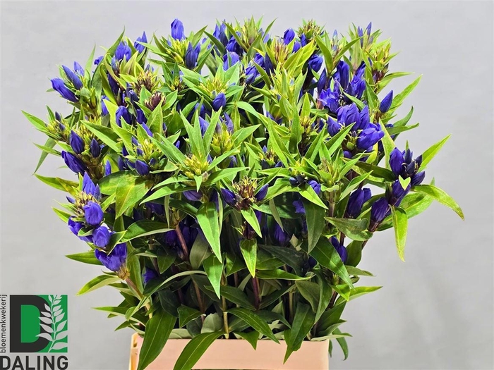 <h4>Gentiana Just Blue</h4>