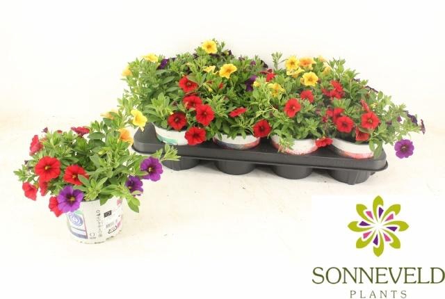 <h4>CALIB C G HAW TRIO</h4>