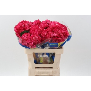 Hydr Raspberry Select