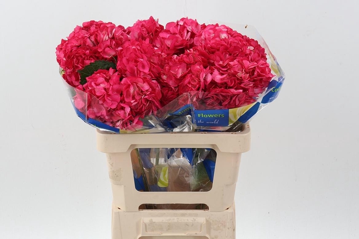 <h4>Hydr Raspberry Select</h4>