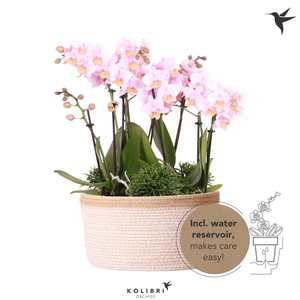 Kolibri Orchids Phalaenopsis Jungle Bouquet pink 6 spike in Basket white with watering system
