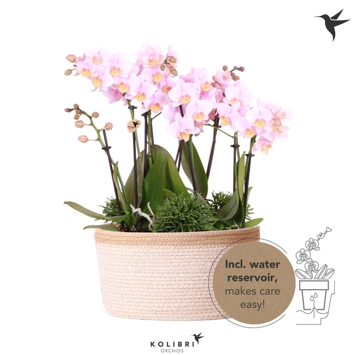 <h4>Kolibri Orchids Phalaenopsis Jungle Bouquet pink 6 spike in Basket white with watering system</h4>