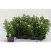 arr8 Aste Magic White