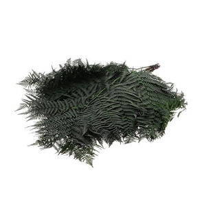Bunch Helecho Bracken Pres Slv L60 10pcs