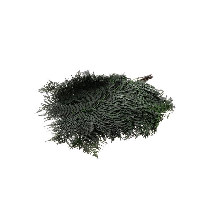 <h4>Bunch Helecho Bracken Pres Slv L60 10pcs</h4>