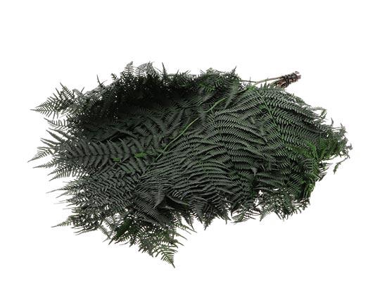 Bunch Helecho Bracken Pres Slv L60 10pcs