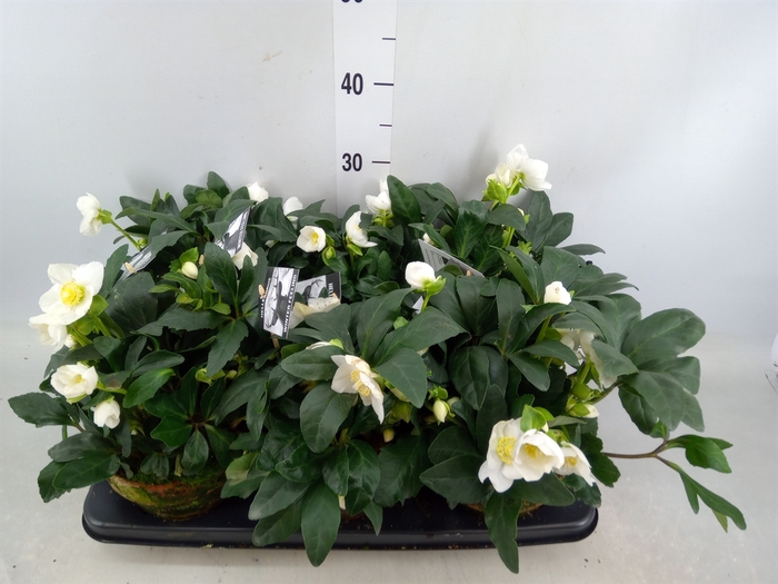 <h4>Helleborus niger 'Winterfeel Fleur'</h4>