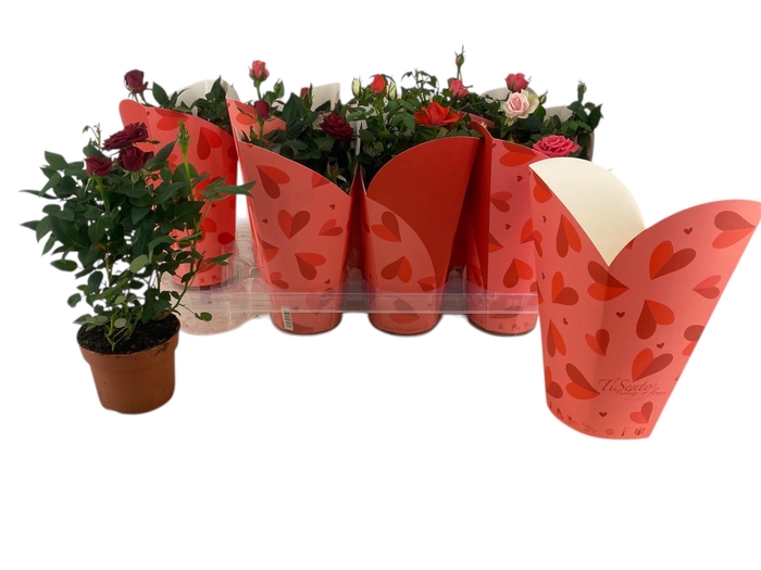 <h4>RO KORDANA GEM</h4>