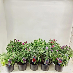 Buddleja Butterfly Candy Gemengd