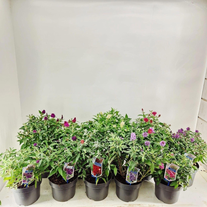 <h4>Buddleja Butterfly Candy Gemengd</h4>