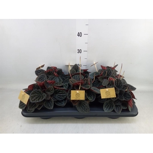 Peperomia caperata   ...