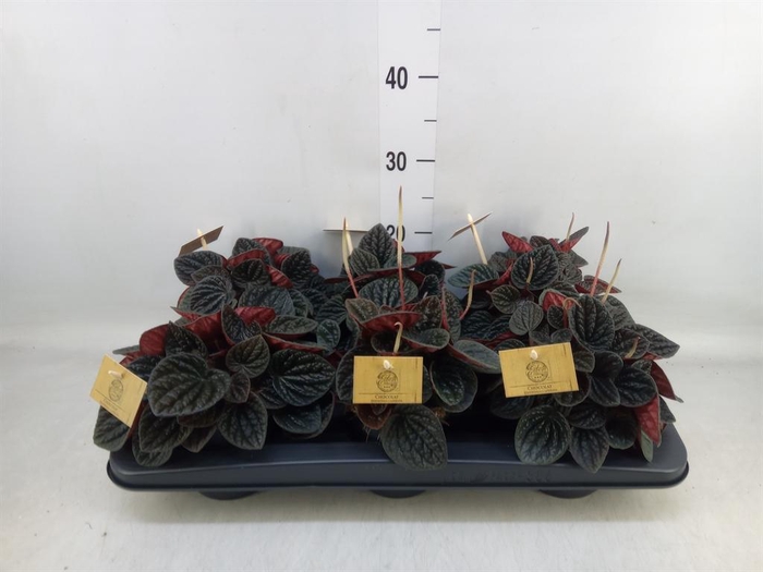 <h4>Peperomia caperata ...</h4>