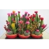 Arrangementen Cactus H%