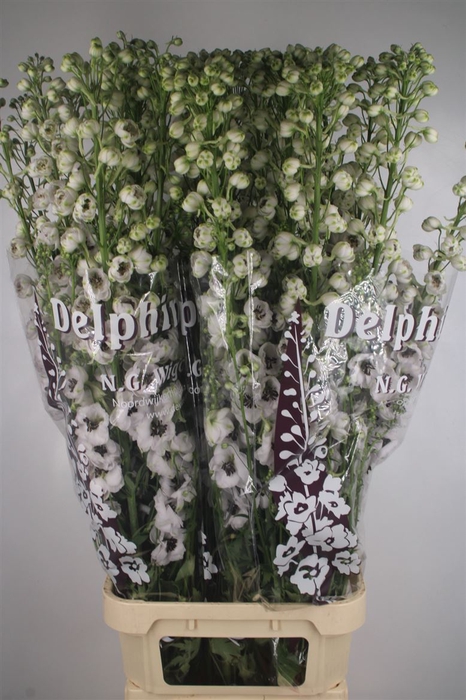 <h4>Delph El Dewi Spijker White Black Centre</h4>