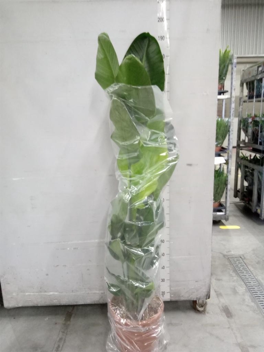 <h4>Strelitzia nicolai</h4>