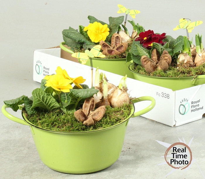 <h4>ARR TUINPLANTEN</h4>