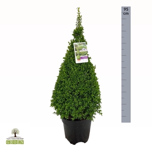 Buxus sempervirens Piramide 70-80