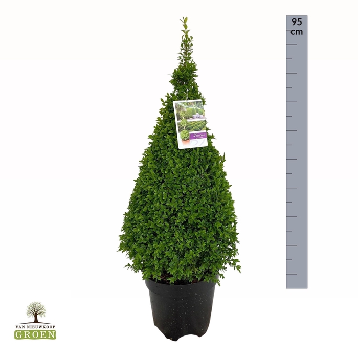 <h4>Buxus sempervirens Piramide 70-80</h4>