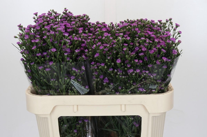 <h4>Aster Baby Pink</h4>