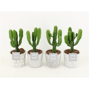 Euphorbia Triangularis in Star Pot