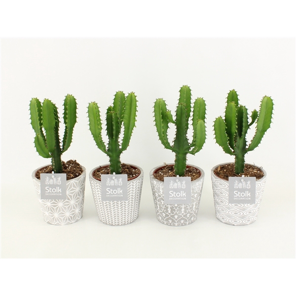 <h4>Euphorbia Triangularis in Star Pot</h4>