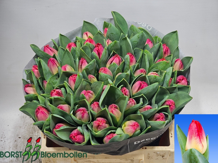 <h4>TU EN ACCENT</h4>