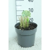 Panicum Virgatum Northwind