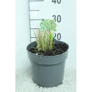 Panicum Virgatum Northwind