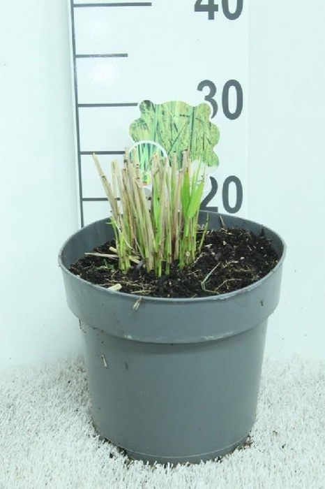 <h4>Panicum Virgatum Northwind</h4>