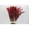 Bromelia Red Paloma