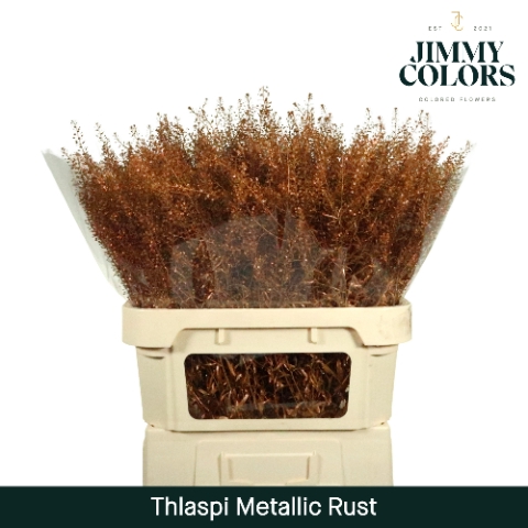 <h4>Thlaspi Gekleurd Mtlc. Roest</h4>