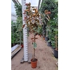 Ficus Belize
