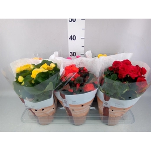Begonia elat. DU   ...mix
