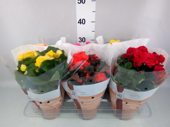 <h4>Begonia elat. DU   ...mix</h4>