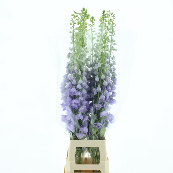 <h4>Delph Du Aurora Lavender</h4>