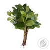 SALAL TIPS (5 bos per zak) PROMO