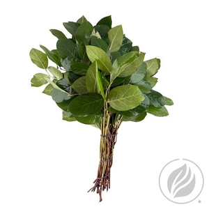 SALAL TIPS ROYAL STARS